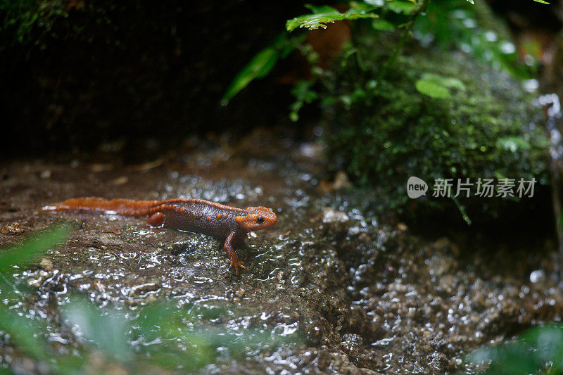 动物:成年喜马拉雅蝾螈(Tylototriton verrucosus)，也被称为鳄鱼蝾螈、鳄鱼蝾螈、喜马拉雅蝾螈和红节蝾螈。